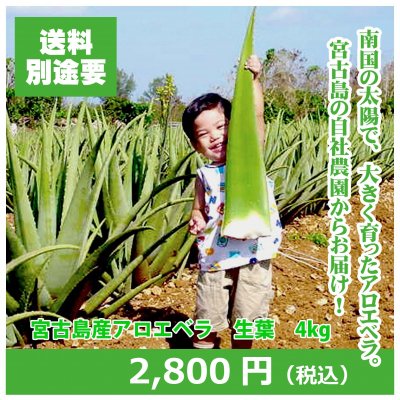 宮古島産オーガニックアロエベラ　生葉 4kg